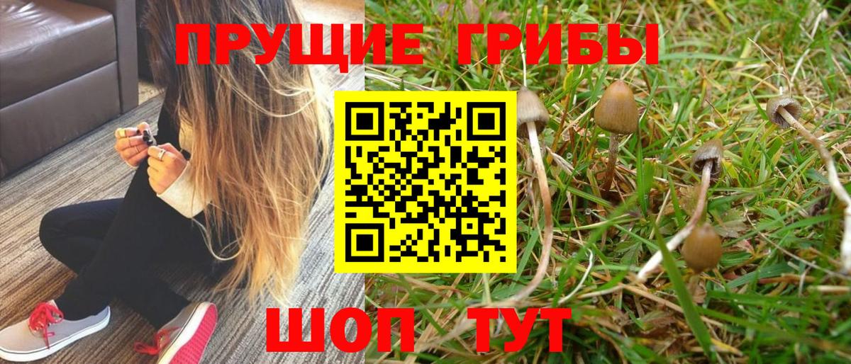 Сыктывкар  Галлюциногенные грибы Psilocybine cubensis  Вход с VPN 